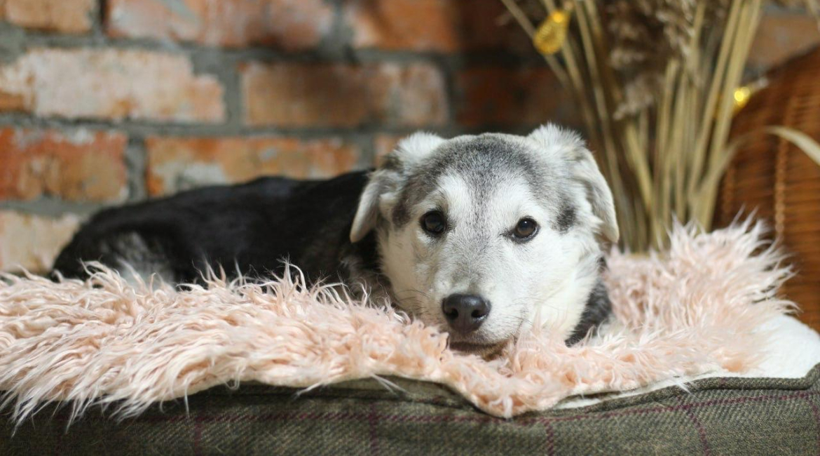 Chiens à adopter